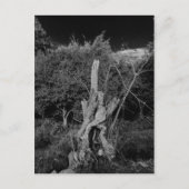 Abstracte horrorkunst - poppenhoofd in dode boom briefkaart (Voorkant)
