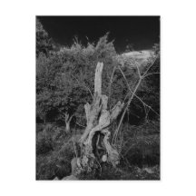 Abstracte horrorkunst - poppenhoofd in dode boom