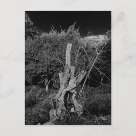 Abstracte horrorkunst - poppenhoofd in dode boom briefkaart