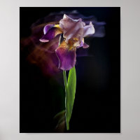 Abstracte Iris Bloem – Elegante Bloemkunst