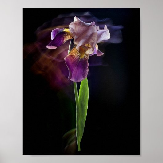 Abstracte Iris Bloem – Elegante Bloemkunst Poster (Voorkant)