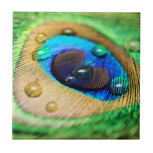 Abstracte Macro Peacock Peafowl Afdampvat Tile Tegeltje