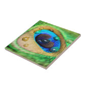 Abstracte Macro Peacock Peafowl Afdampvat Tile Tegeltje (Zijkant)