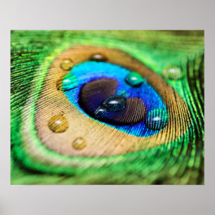Abstracte Macro Peacock Veer met Poster Druppels