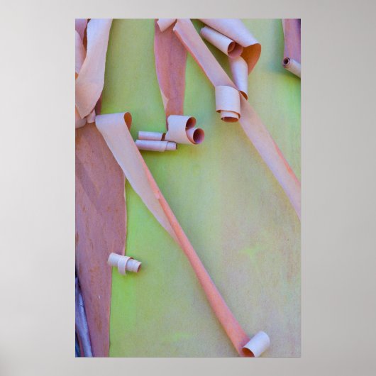Abstracte madroneboomstam poster (Voorkant)
