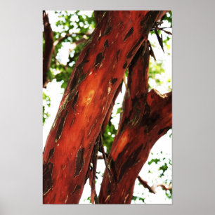 Abstracte Natuur - geslepen schors 1 Poster