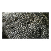 Abstracte Natuur Zwart-witkoraal II Foto Afdruk (Voorkant)