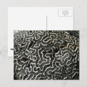 Abstracte Natuur Zwart-witkoraal II Foto Briefkaart (Voorkant / Achterkant)