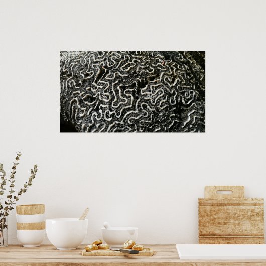 Abstracte Natuur Zwart-witkoraal II Foto Poster (Keuken)