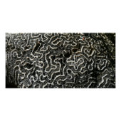 Abstracte Natuur Zwart-witkoraal II Foto Poster (Voorkant)