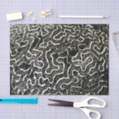 Abstracte Natuur Zwart-witkoraal II Foto Tissuepapier (Craft)