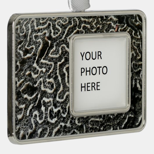 Abstracte Natuur Zwart-witkoraal II Foto Verzilverd Omlijst Ornament (Rechts)