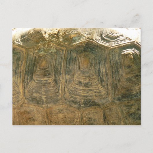 Abstracte natuurfoto van schildpadschild briefkaart (Voorkant)