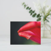 Abstracte rode tulp bloemblad macro foto briefkaart (Staand voorkant)
