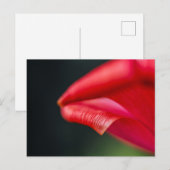 Abstracte rode tulp bloemblad macro foto briefkaart (Voorkant / Achterkant)