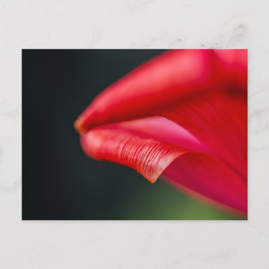 Abstracte rode tulp bloemblad macro foto briefkaart (Voorkant)