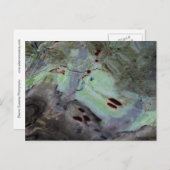 abstracte 'Roos heupen' Bewerkte reflectie in myla Briefkaart (Voorkant / Achterkant)