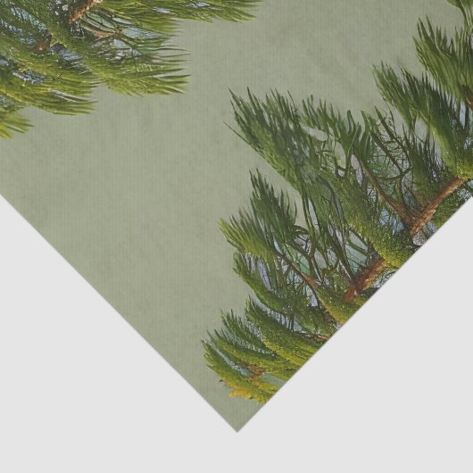 Abstracte Rustische Noordelijke Pijn Tissuepapier (Detail)