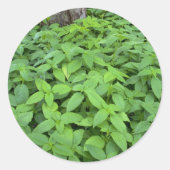 Abstracte Wilde muntbladeren Ronde Sticker (Voorkant)