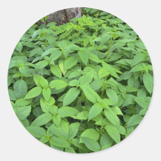 Abstracte Wilde muntbladeren Ronde Sticker (Voorkant)