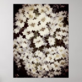 Abstracte witte bloemen poster (Voorkant)