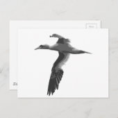 Abstracte Zeeen vogels Briefkaart (Voorkant / Achterkant)