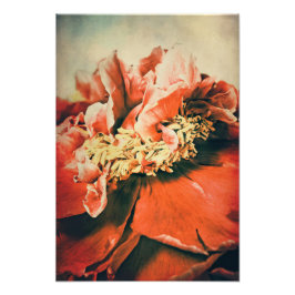 Abstrakte Pfingstrose Foto Afdruk