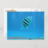 Abudefduf saxatilis (sergeant-majoor) briefkaart (Voorkant / Achterkant)