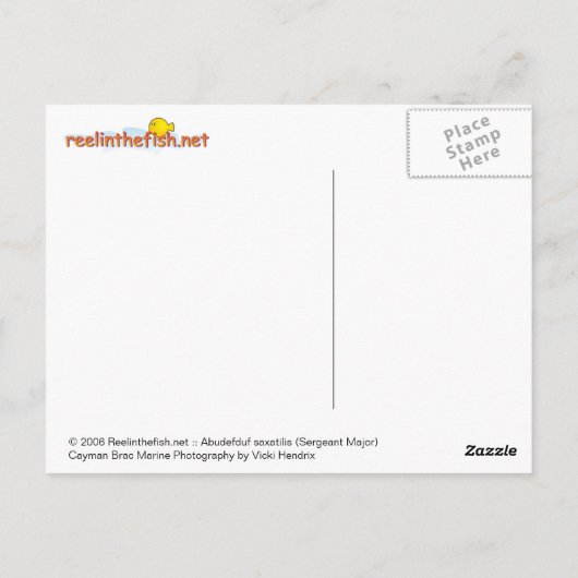 Abudefduf saxatilis (sergeant-majoor) briefkaart (Achterkant)