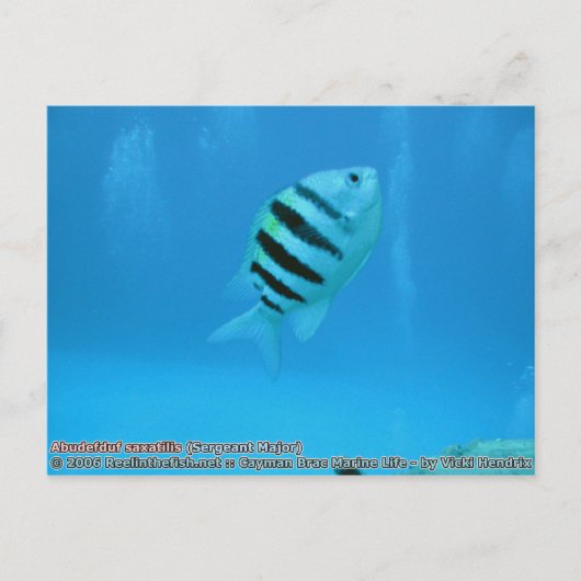 Abudefduf saxatilis (sergeant-majoor) briefkaart (Voorkant)