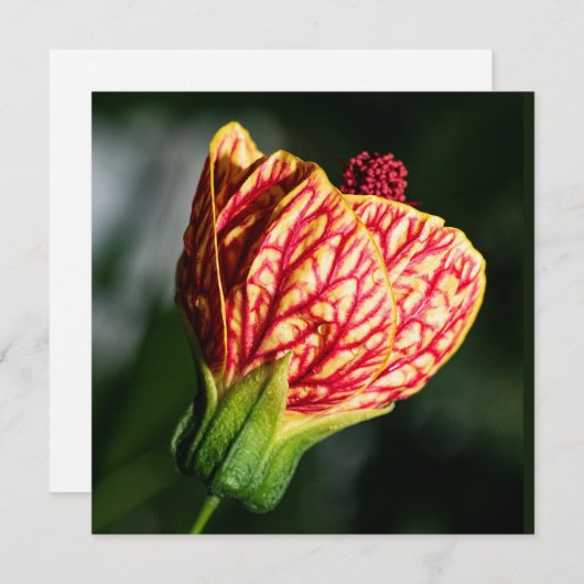 Abutilon Biltmore Ballgown (Voorkant / Achterkant)