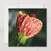 Abutilon Biltmore Ballgown (Voorkant)