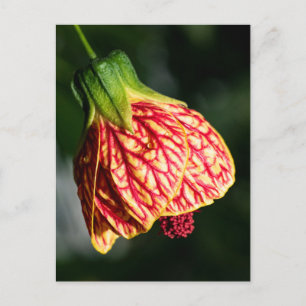 Abutilon Biltmore Ballgown Briefkaart