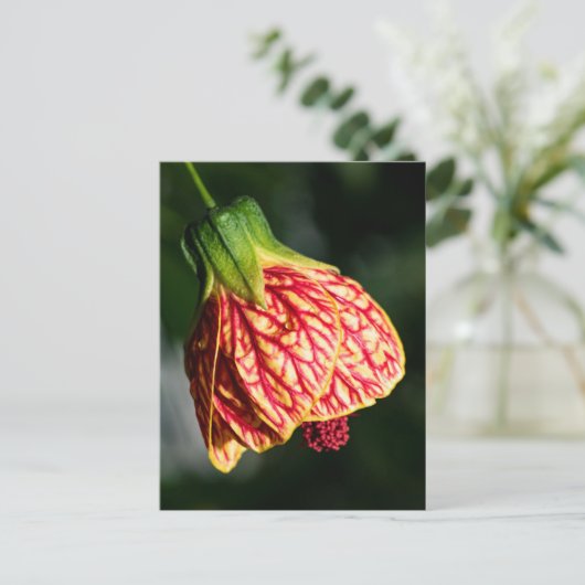 Abutilon Biltmore Ballgown Briefkaart (Staand voorkant)