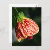 Abutilon Biltmore Ballgown Briefkaart (Voorkant / Achterkant)