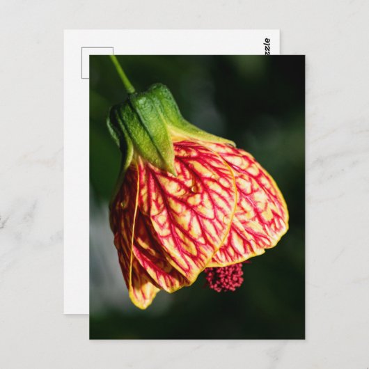 Abutilon Biltmore Ballgown Briefkaart (Voorkant / Achterkant)