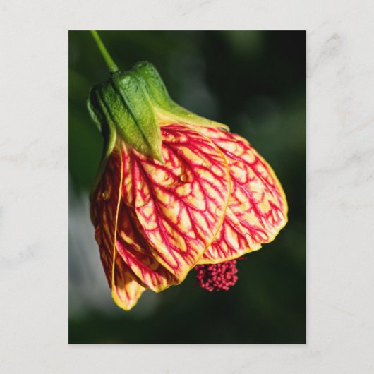Abutilon Biltmore Ballgown Briefkaart (Voorkant)