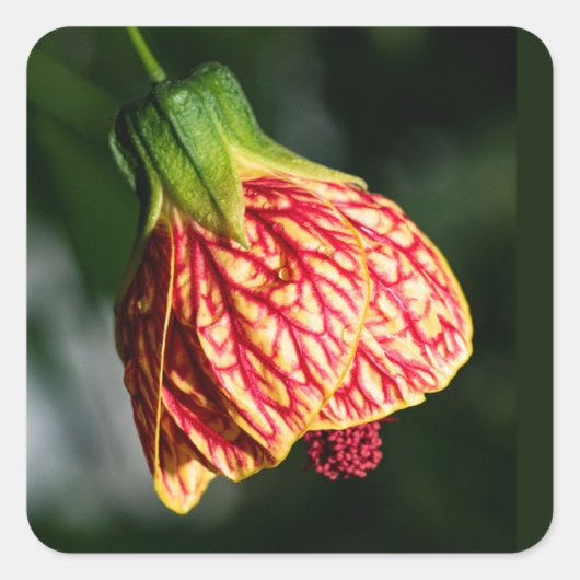 Abutilon Biltmore Ballgown Vierkante Sticker (Voorkant)