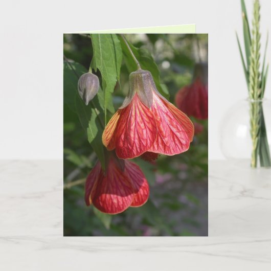 Abutilon Kaart (Voorkant)
