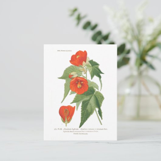 Abutilon venoso x striatum briefkaart (Staand voorkant)