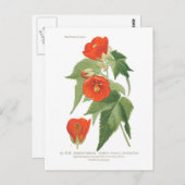 Abutilon venoso x striatum briefkaart (Voorkant / Achterkant)