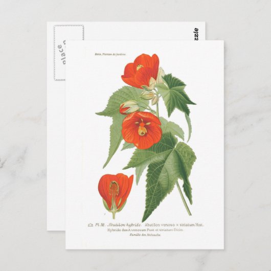 Abutilon venoso x striatum briefkaart (Voorkant / Achterkant)