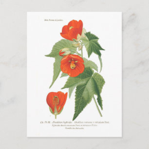 Abutilon venoso x striatum briefkaart