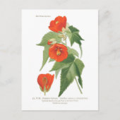 Abutilon venoso x striatum briefkaart (Voorkant)