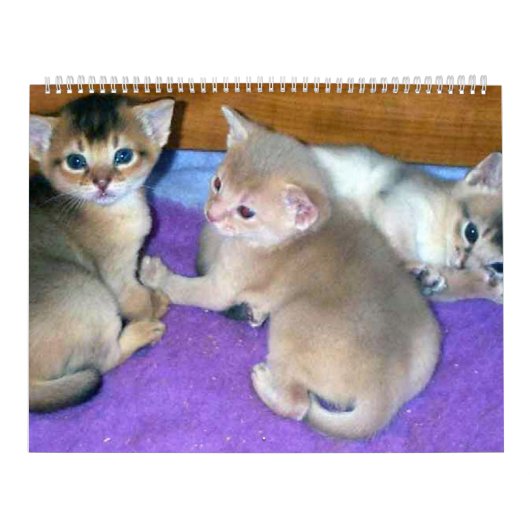 Aby Kittens Kattenkalender Kalender (Hoes)