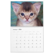 Aby Kittens Kattenkalender Kalender (Jan 2026)