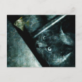 Abyss cat - Briefkaart (Voorkant)