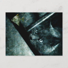 Abyss cat - Briefkaart