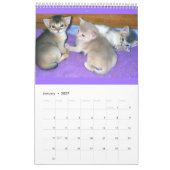 Abyssian Cats Calendar Kalender (Jan 2027)