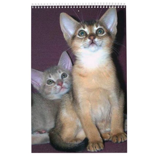 Abyssian Cats Calendar Kalender (Hoes)